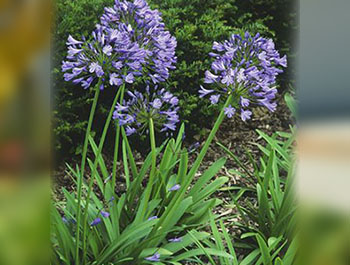 Agapanthus shrub
